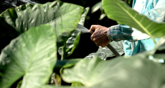 A scene from <i>Landscape Film: Roberto Burle Marx</i>, courtesy Kino Lorber