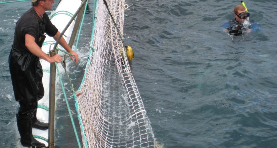 Harvesting Blue-fin Tuna at Spencer Gulf off the coast of Port Lincoln, Australia